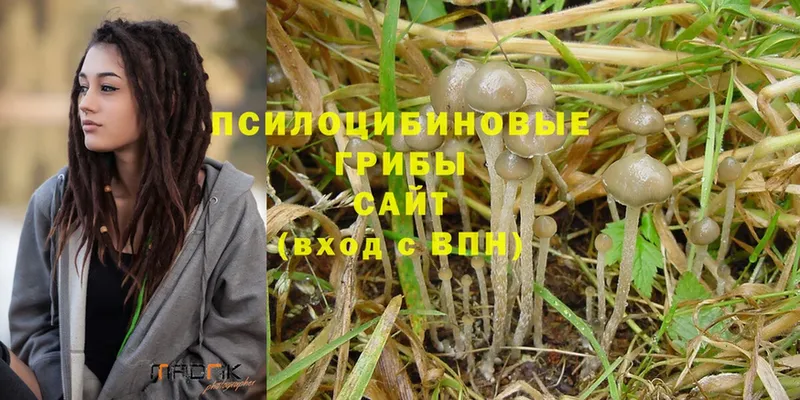 Галлюциногенные грибы Psilocybine cubensis  купить   Нижние Серги 