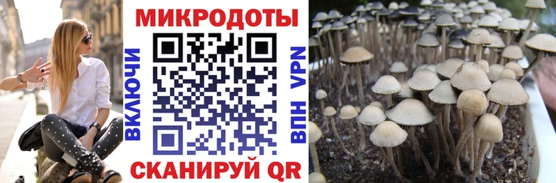 Псилоцибиновые грибы Psilocybe  Нижние Серги 